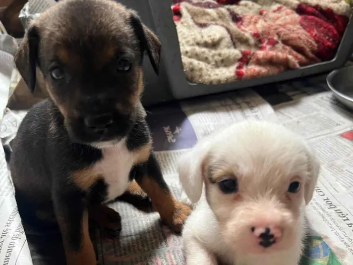 Cachorro ra a SRD-ViraLata idade 2 a 6 meses nome Filhotes2