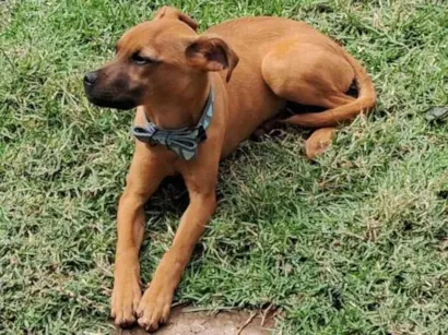 Cachorro raça SRD-ViraLata idade 2 a 6 meses nome Scob