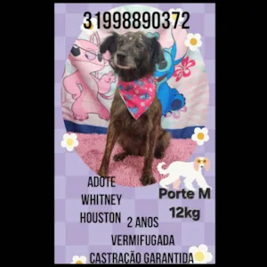 Cachorro raça SRD-ViraLata idade 2 anos nome Whitney