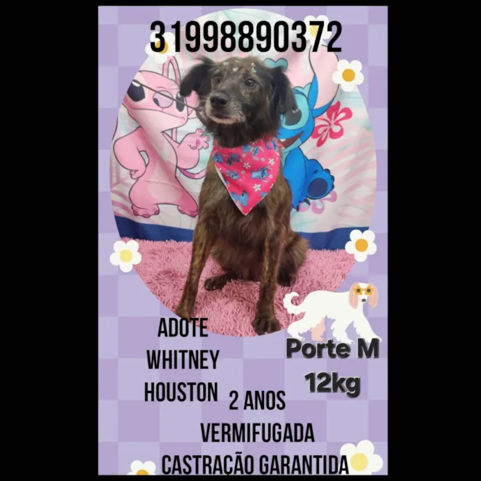 Cachorro ra a SRD-ViraLata idade 2 anos nome Whitney