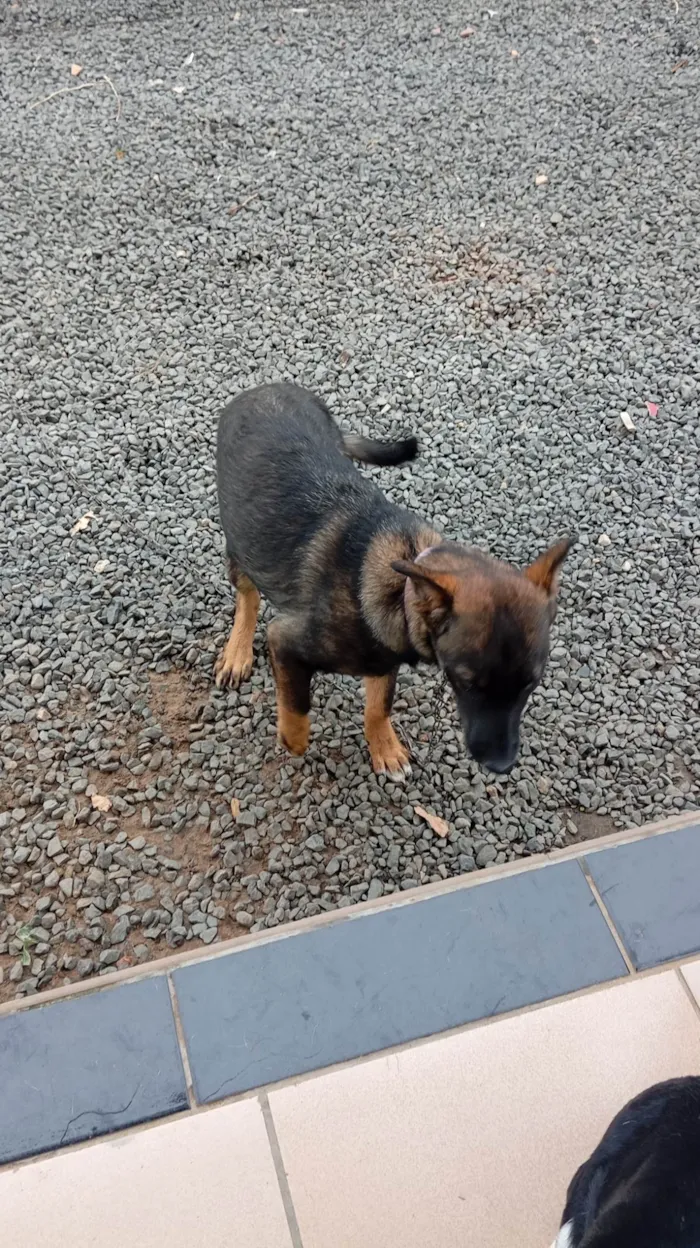 Cachorro ra a SRD-ViraLata idade 2 a 6 meses nome Lua 