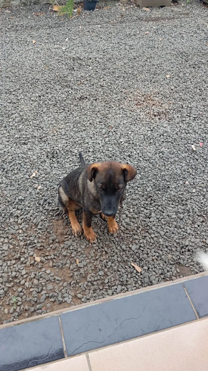 Cachorro ra a SRD-ViraLata idade 2 a 6 meses nome Lua 
