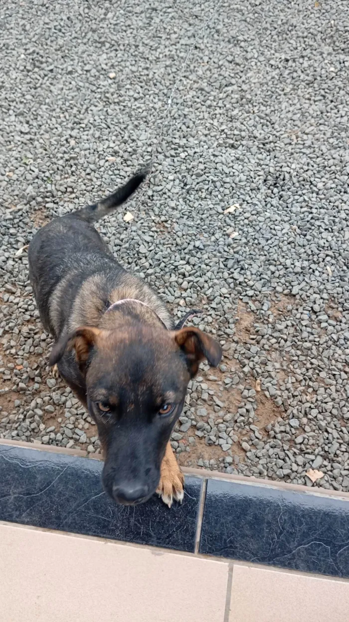 Cachorro ra a SRD-ViraLata idade 2 a 6 meses nome Lua 