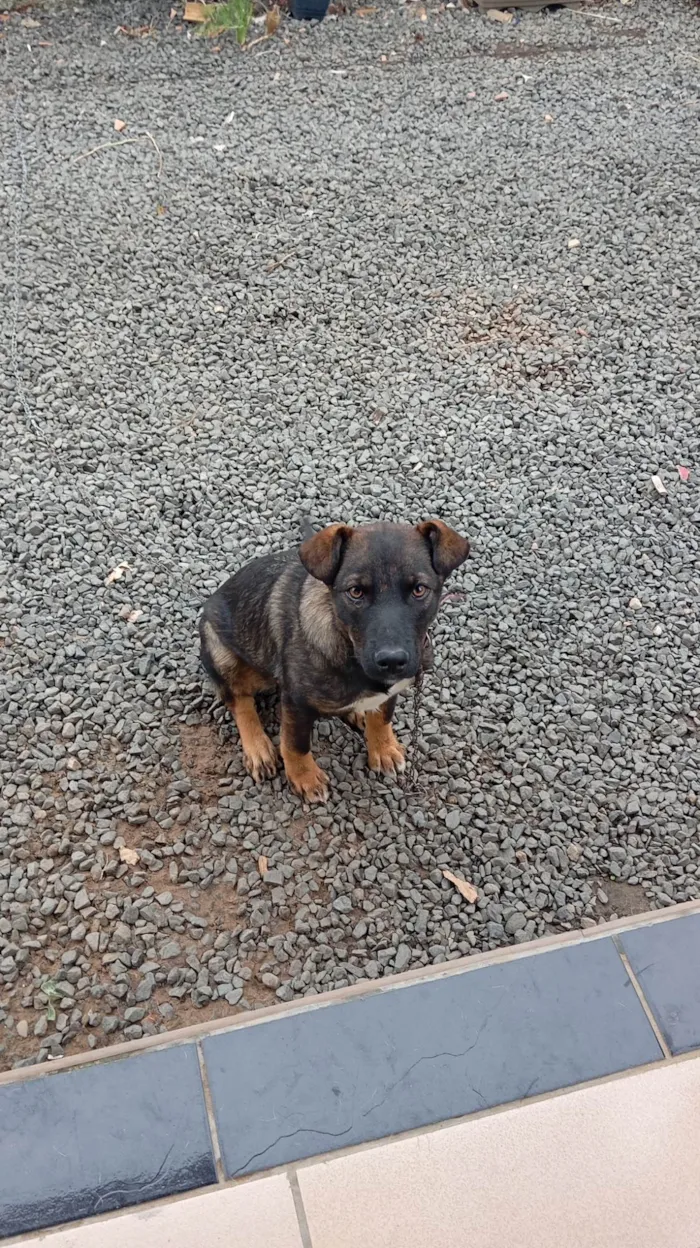 Cachorro ra a SRD-ViraLata idade 2 a 6 meses nome Lua 