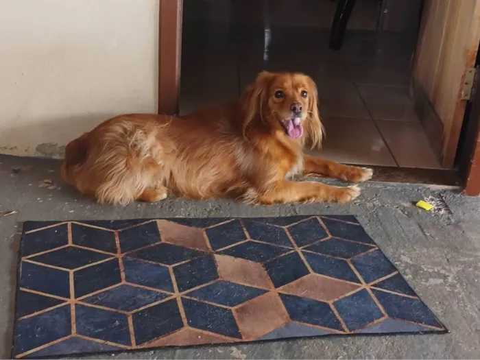 Cachorro ra a Cocker idade 5 anos nome Pitucha