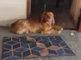 Pitucha