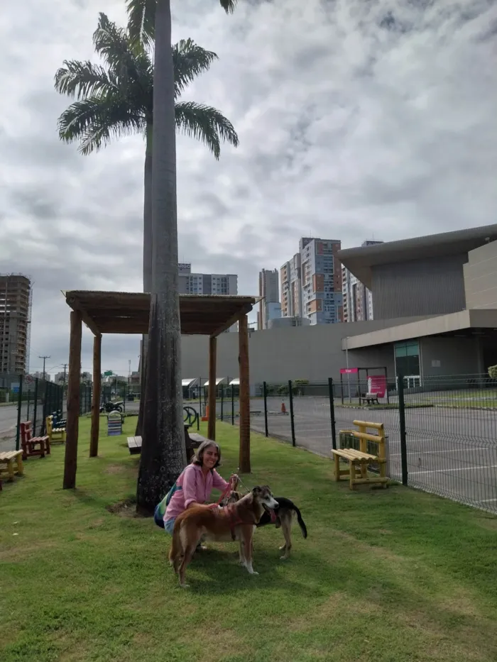 Cachorro ra a SRD-ViraLata idade 6 ou mais anos nome Kinai 