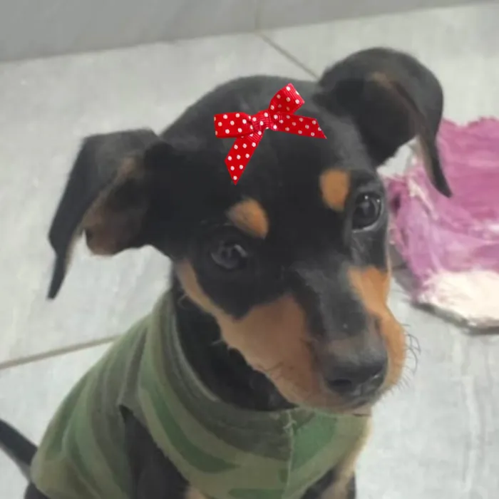 Cachorro ra a Pinscher idade 2 a 6 meses nome Kika 