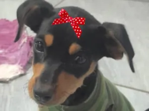 Cachorro raça Pinscher idade 2 a 6 meses nome Kika 