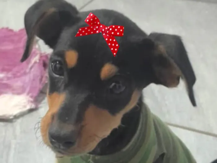 Cachorro ra a Pinscher idade 2 a 6 meses nome Kika 
