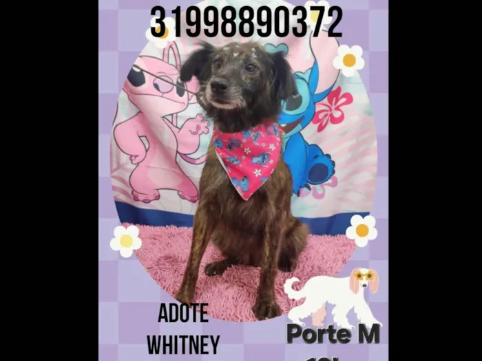Cachorro ra a SRD-ViraLata idade 2 anos nome Whitney