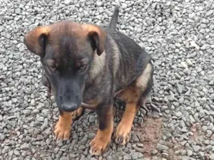 Cachorro raça SRD-ViraLata idade 2 a 6 meses nome Lua 