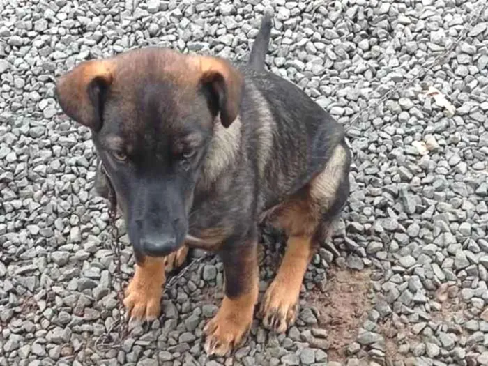 Cachorro ra a SRD-ViraLata idade 2 a 6 meses nome Lua 