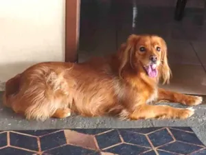Cachorro raça Cocker idade 5 anos nome Pitucha