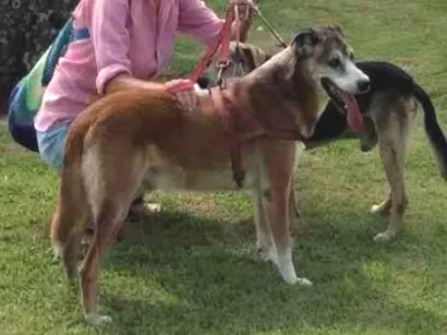 Cachorro raça SRD-ViraLata idade 6 ou mais anos nome Kinai 