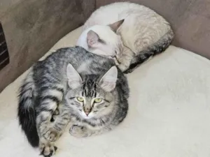 Gato raça SRD-ViraLata idade 7 a 11 meses nome Zoe e Lua
