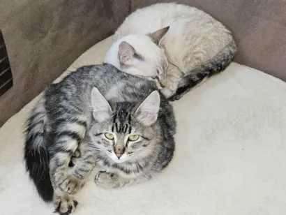 Gato raça SRD-ViraLata idade 7 a 11 meses nome Zoe e Lua