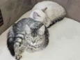 Zoe e Lua