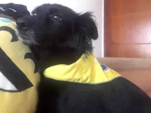 Cachorro raça SRD-ViraLata idade 6 ou mais anos nome Lua