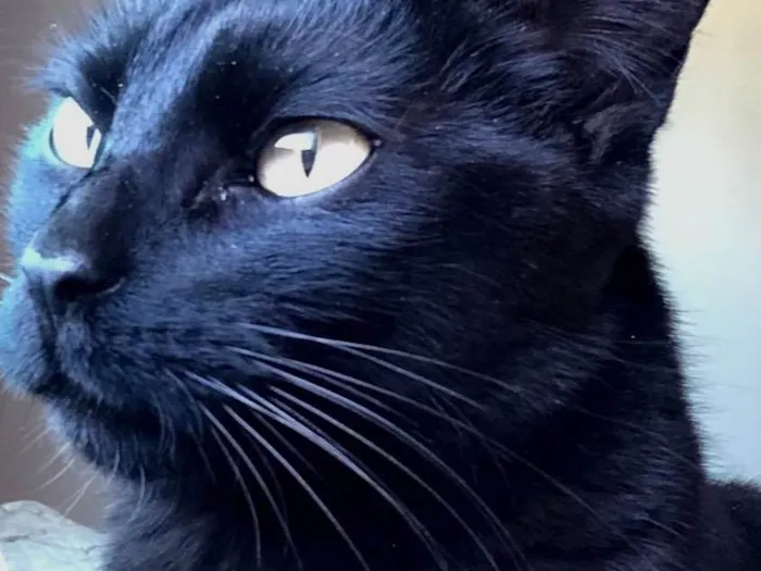 Gato ra a SRD-ViraLata idade 2 anos nome Keila