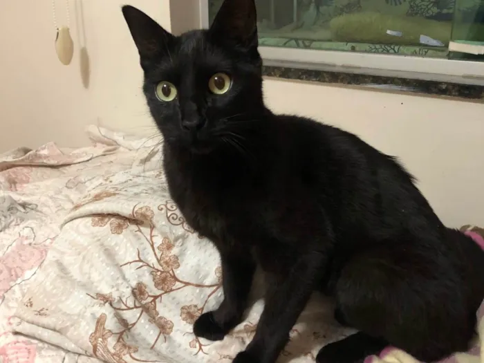 Gato ra a SRD-ViraLata idade 2 anos nome Keila