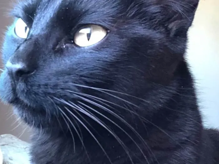 Gato ra a SRD-ViraLata idade 2 anos nome Keila