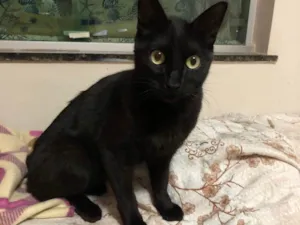 Gato raça SRD-ViraLata idade 2 anos nome Keila