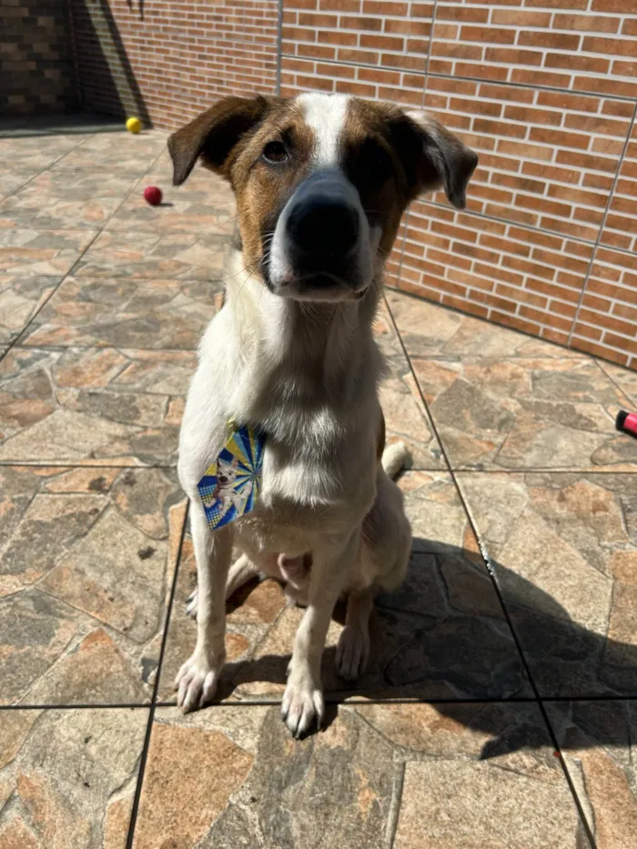 Cachorro ra a SRD-ViraLata idade 2 anos nome Chico