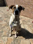 Chico