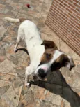 Chico