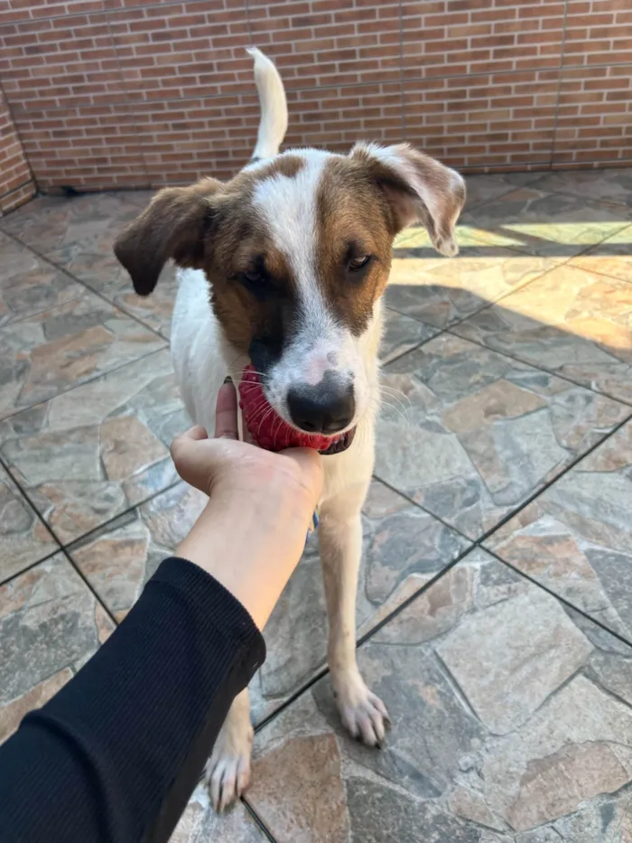 Cachorro ra a SRD-ViraLata idade 2 anos nome Chico