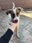 Chico