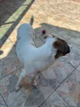 Chico