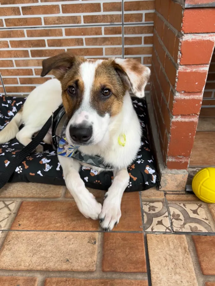 Cachorro ra a SRD-ViraLata idade 2 anos nome Chico