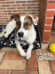 Chico