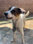 Chico