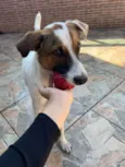 Chico