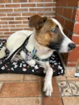 Chico