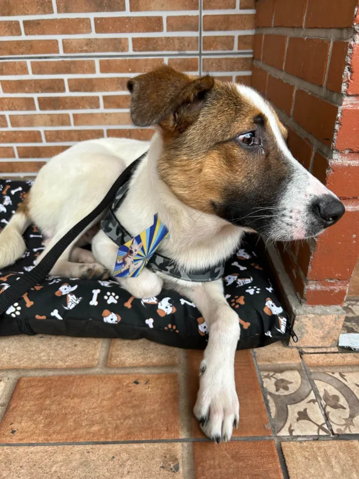 Cachorro ra a SRD-ViraLata idade 2 anos nome Chico