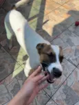 Chico