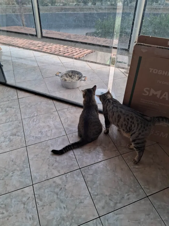 Gato ra a SRD-ViraLata idade 3 anos nome Sophia e Jake mãe e filho 