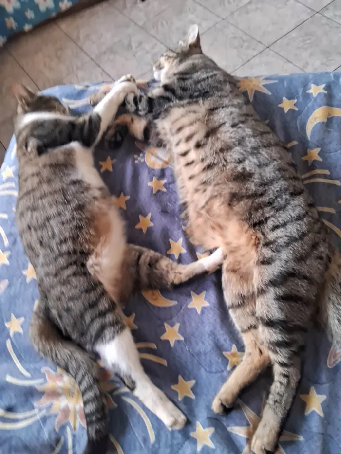 Gato ra a SRD-ViraLata idade 3 anos nome Sophia e Jake mãe e filho 