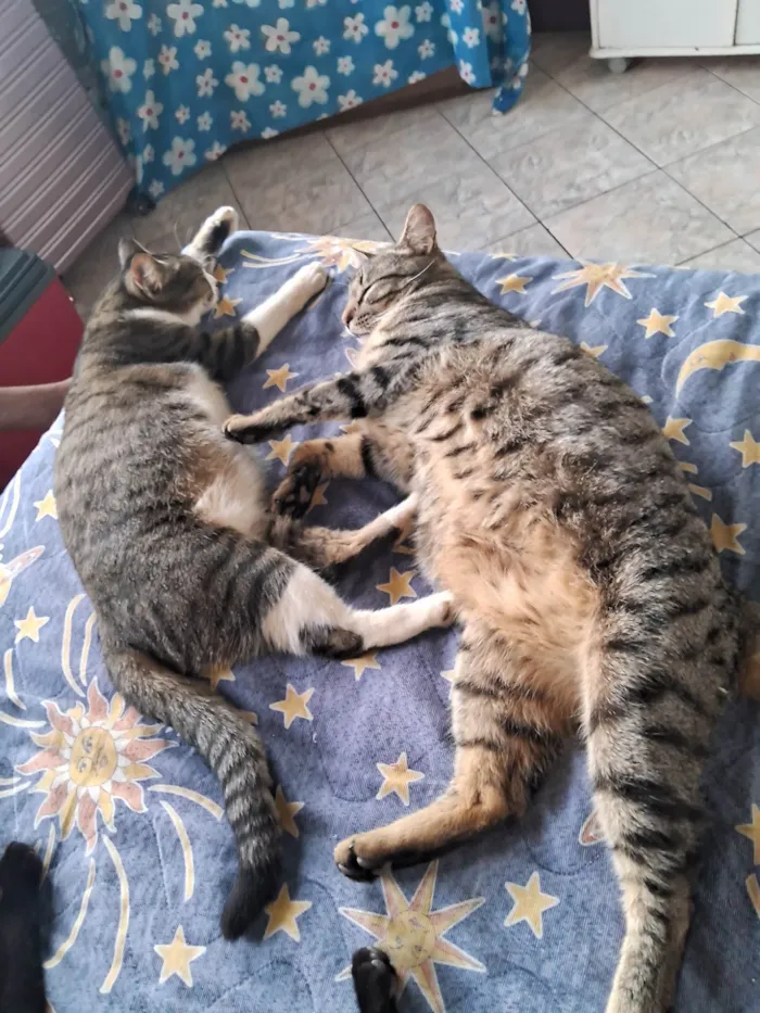 Gato ra a SRD-ViraLata idade 3 anos nome Sophia e Jake mãe e filho 