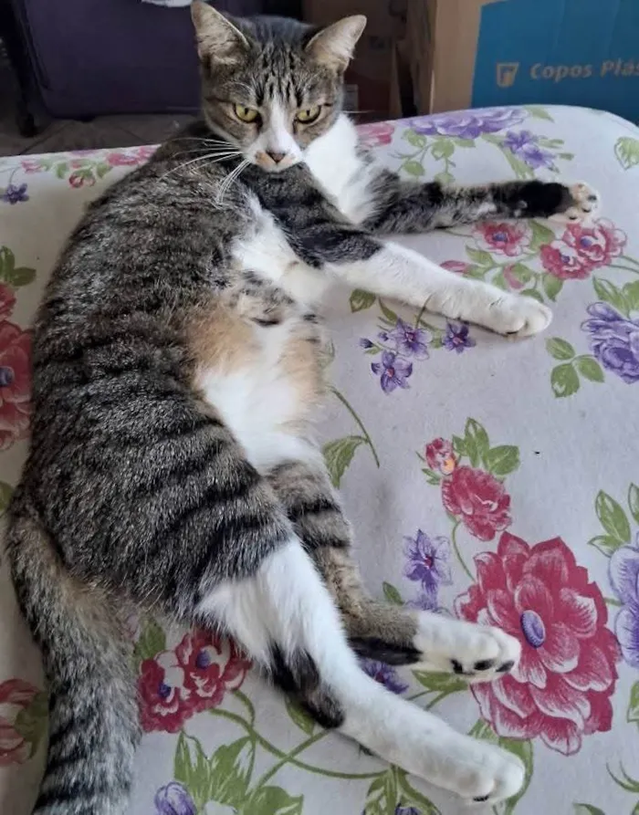 Gato ra a SRD-ViraLata idade 3 anos nome Sophia e Jake mãe e filho 