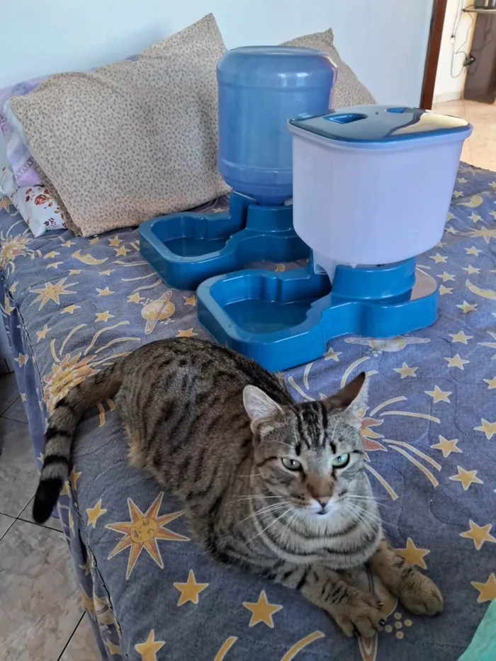Gato ra a SRD-ViraLata idade 3 anos nome Sophia e Jake mãe e filho 