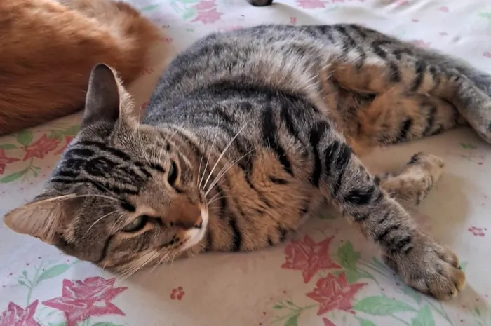 Gato ra a SRD-ViraLata idade 3 anos nome Sophia e Jake mãe e filho 