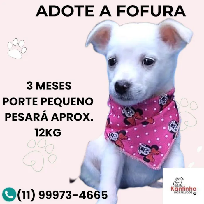 Cachorro ra a SRD-ViraLata idade 2 a 6 meses nome Fofura