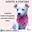 Fofura