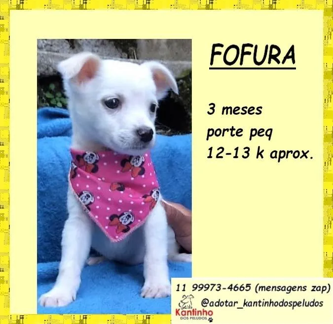 Cachorro ra a SRD-ViraLata idade 2 a 6 meses nome Fofura