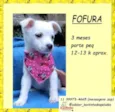 Fofura